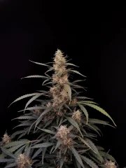 Amnesia Haze Auto – product view 11