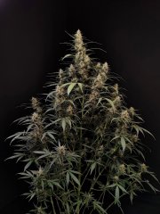 Amnesia Haze Auto – FastBuds – Autoflowering