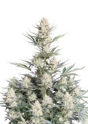 BubbleGum Auto – product view 1