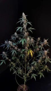 BubbleGum Auto – product view 2