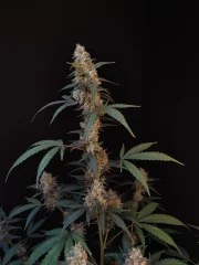 BubbleGum Auto – product view 3