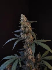 BubbleGum Auto – product view 4
