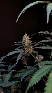 BubbleGum Auto – product view 5