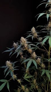 BubbleGum Auto – product view 6