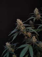 BubbleGum Auto – product view 7