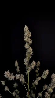 BubbleGum Auto – product view 10
