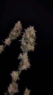 BubbleGum Auto – product view 11