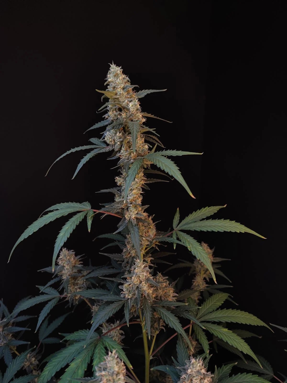 BubbleGum Auto – FastBuds – Autoflowering