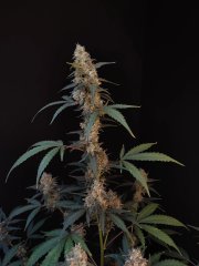 BubbleGum Auto – FastBuds – Autoflowering