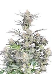 Cheese Auto – product view 1