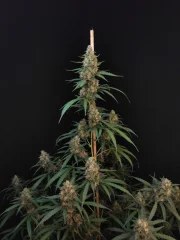 Cheese Auto – product view 3