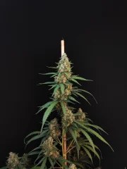 Cheese Auto – product view 4