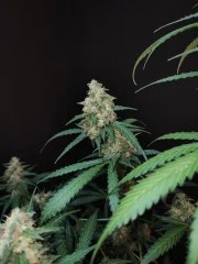 Cheese Auto – product view 6