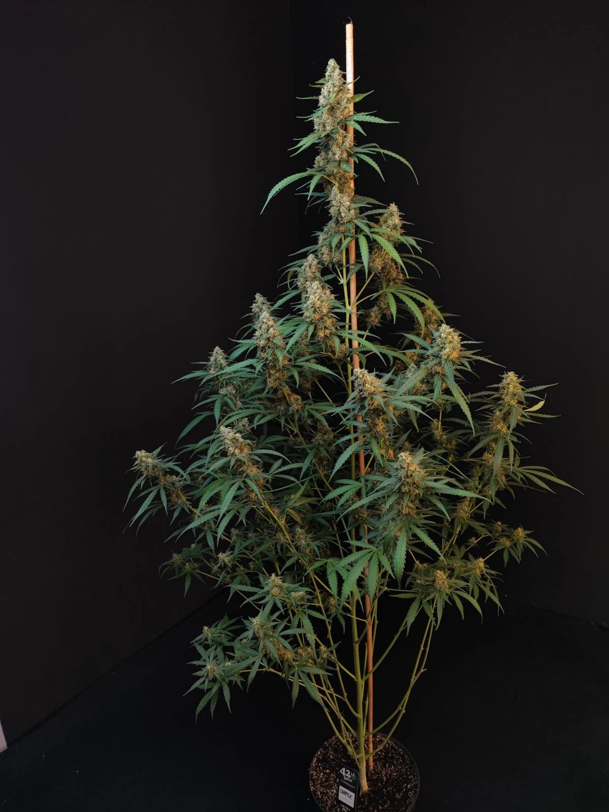 Cheese Auto – FastBuds – Autoflowering