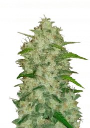 Chemdawg Auto – product view 1