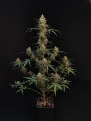 Chemdawg Auto – product view 2
