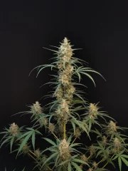 Chemdawg Auto – product view 3