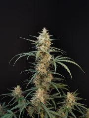 Chemdawg Auto – product view 4