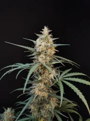 Chemdawg Auto – product view 5