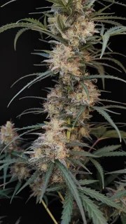 Chemdawg Auto – product view 6