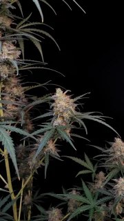 Chemdawg Auto – product view 7