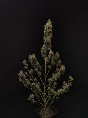 Chemdawg Auto – product view 8