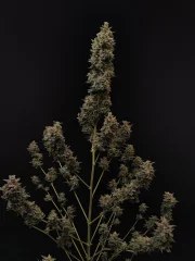 Chemdawg Auto – product view 9