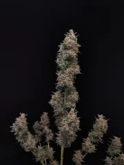 Chemdawg Auto – product view 10