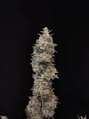 Chemdawg Auto – product view 11