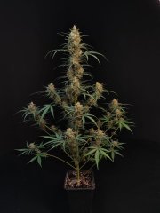 Chemdawg Auto – FastBuds – Autoflowering