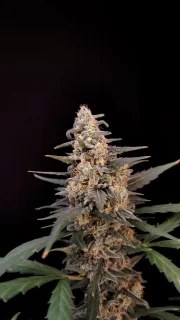 Critical Auto – product view 4