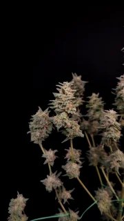 Critical Auto – product view 10
