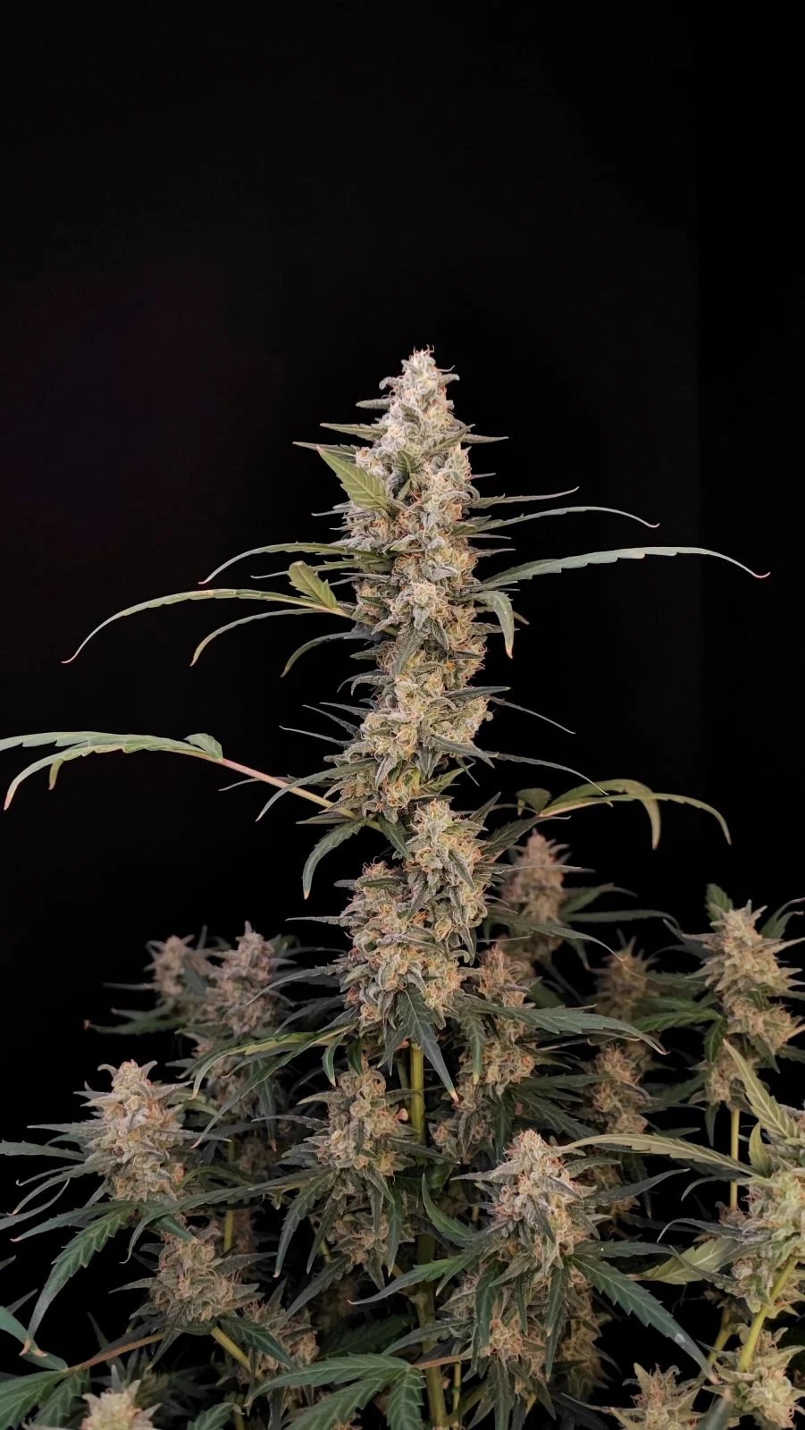 Critical Auto – FastBuds – Autoflowering