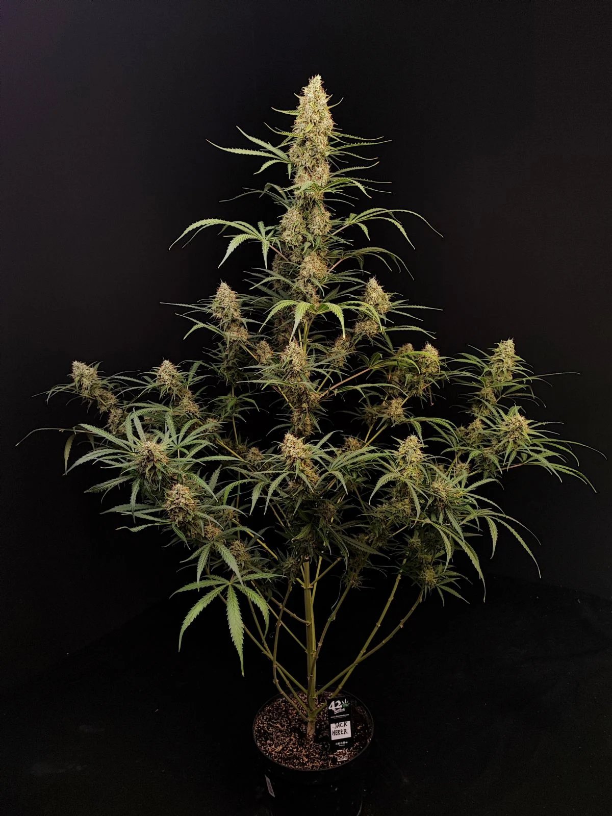 Jack Herer Auto – FastBuds – Autoflowering