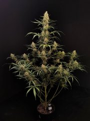 Jack Herer Auto – FastBuds – Autoflowering
