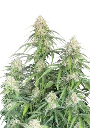 Jack Herer Auto – product view 1
