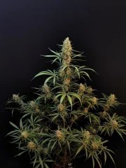 Jack Herer Auto – product view 3
