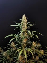 Jack Herer Auto – product view 4