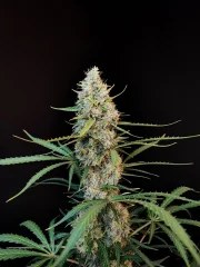 Jack Herer Auto – product view 5