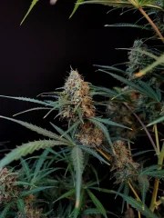 Jack Herer Auto – product view 6