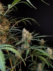 Jack Herer Auto – product view 7