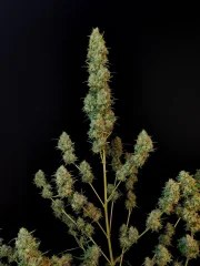 Jack Herer Auto – product view 9