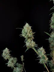 Jack Herer Auto – product view 10