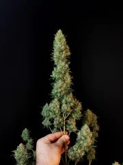 Jack Herer Auto – product view 11