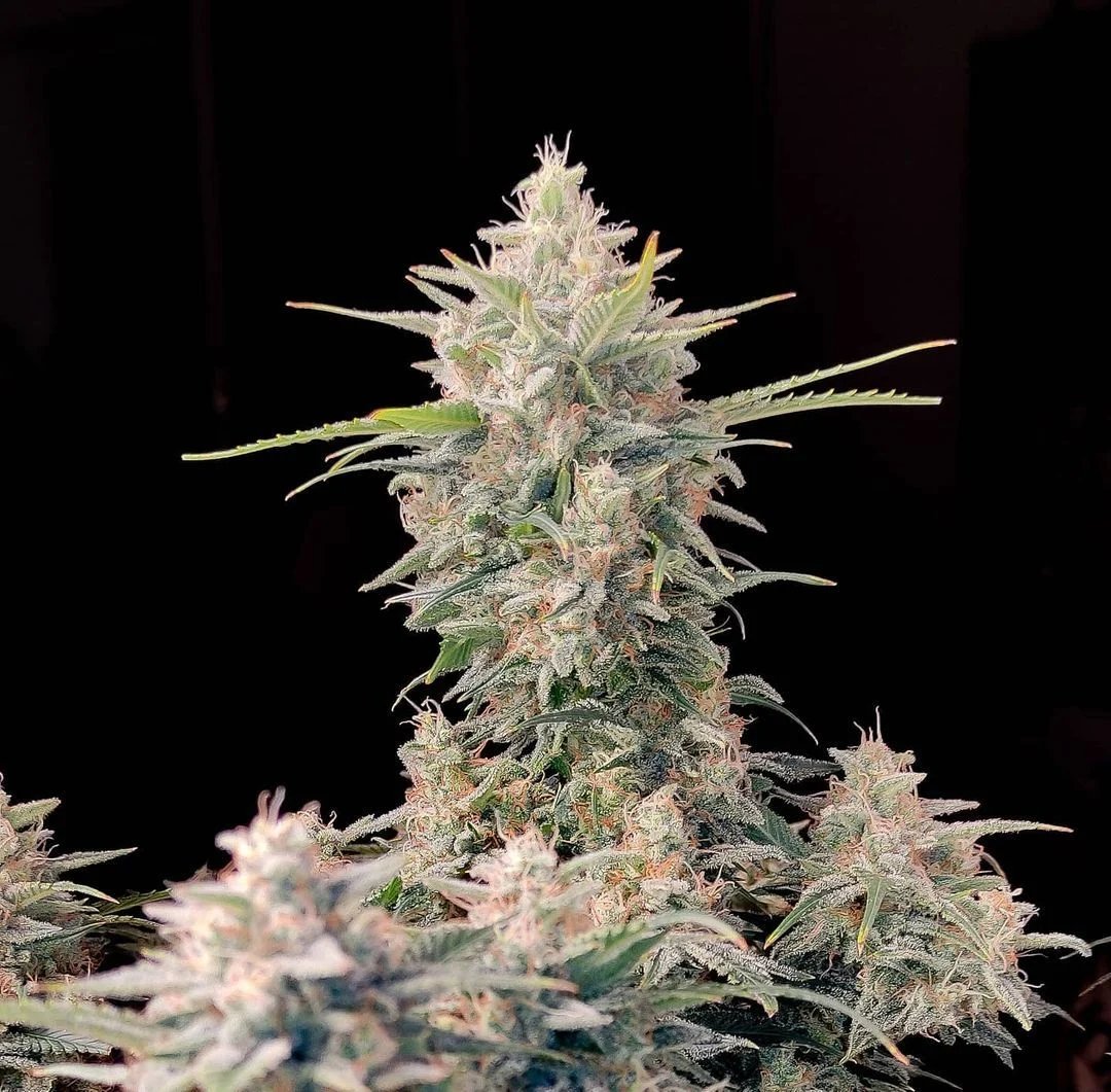 Skunk Auto – FastBuds – Autoflowering
