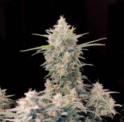 Skunk Auto – FastBuds – Autoflowering