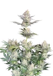 Skunk Auto – product view 1