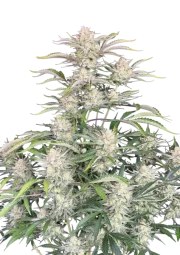 Sour Diesel Auto – product view 1