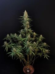 Sour Diesel Auto – product view 2