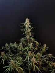 Sour Diesel Auto – product view 3